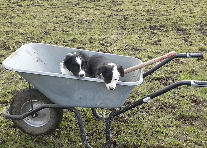 Konukevi Landgasthof Gut Marienbildchen Roetgen